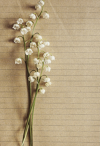 Simple elegant flower, flowers, color, white, cream-color, cream, white-color HD phone wallpaper