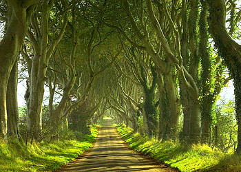 Path well trodden, sunshine, summer, pathway, green, trees, forest HD wallpaper