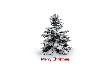 Holidays, Winter, Trees, New Year, Snow, Fir-Trees, Christmas, Xmas HD wallpaper