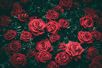 Rose , rose, nature HD wallpaper