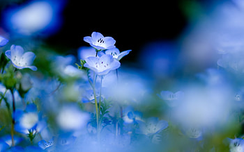 Plants, Flowers HD wallpaper