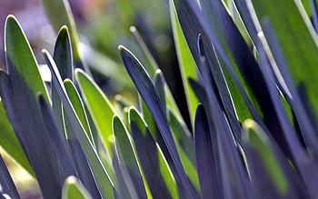 Grass, Leaves, Plant, Macro HD wallpaper