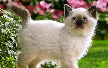 Animals, Cats HD wallpaper
