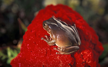 Frog, brown HD wallpaper