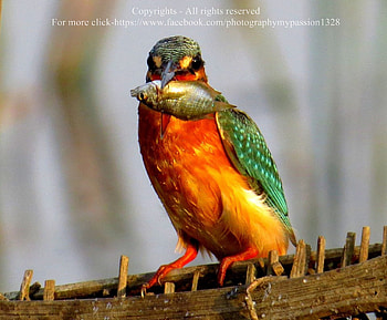 Kingfisher, sitck, fish, orange, green HD wallpaper