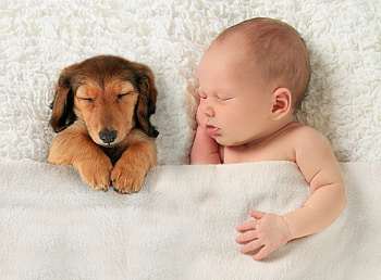 Precious Moment, dog, puppy, blanket, baby, sleeping HD wallpaper