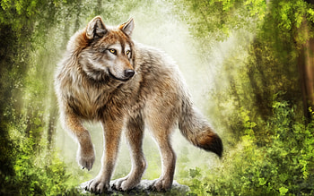 Gray Wolf, Wolves painting , Top , Backgrounds HD wallpaper