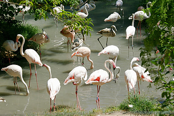 Animals, Birds, Water, Flamingo, Shore, Bank, Multitude, Lots Of HD wallpaper