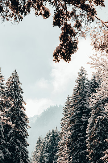 Landscape, Winter, Nature, Trees, Snow, Ate HD phone wallpaper