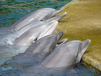The Singing Dolphins, Animals, Closeup, Ocean, Dolphins, Sea, Fish, Lovely, Cute HD wallpaper