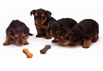 Adorable Yorkshire Terrier puppies interacting with bone-shaped treats in a studio setting. HD wallpaper