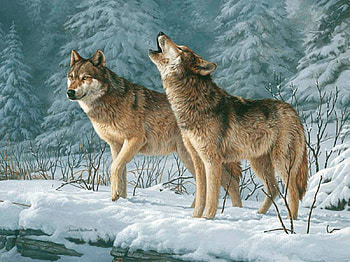 Winter Cry, winter, wolves, snow, howl HD wallpaper