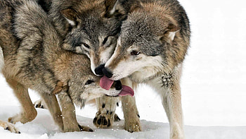 wolves, couple, predators; wolf, tongue, lick HD wallpaper
