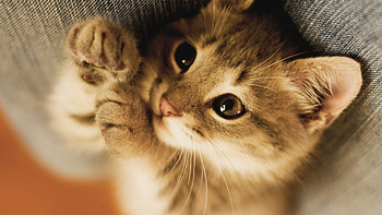 Full p Cat , Backgrounds Cat ) HD wallpaper