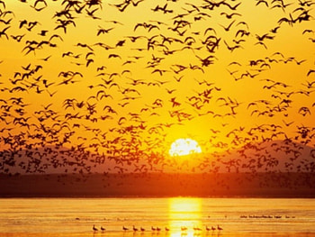 a fleet, sunset view, endothermic HD wallpaper