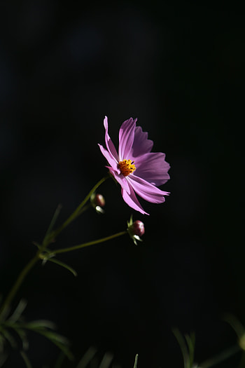 Flowers, Lilac, Flower, Dark Background, Blooms, Kosmeya, Cosmos HD phone wallpaper