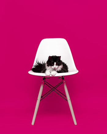 Animals, Cat, Fluffy, Chair, Model, Shoot, ession HD phone wallpaper