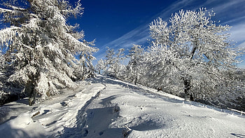 Carpathian Mountains, Slovakia, trees, winter, road, snow, sky HD wallpaper