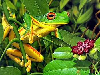Animals, Leaves, Bush, Frog HD wallpaper