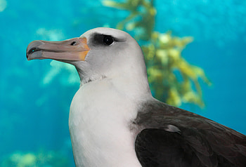 Monterey Bay's albatross, Endearing wildlife encounter, Coastal sanctuary, Marine marvel HD wallpaper