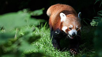 Animals, Grass, Blur, Smooth, Climb, Red Panda HD wallpaper