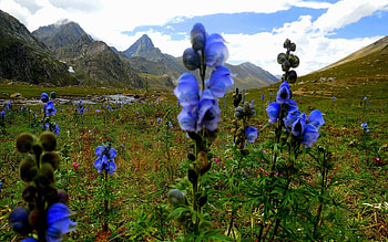 Wild Flowers Of Kashmir Himalayas - Sind valley Jammu and Kashmir, blue, blossoms, clouds, landscape, sky, mountains HD wallpaper
