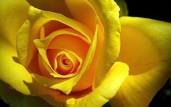 Plants, Flowers, Roses HD wallpaper