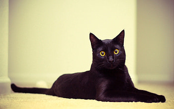 Animals, Cat, To Lie Down, Lie, Beautiful, Black Cat HD wallpaper