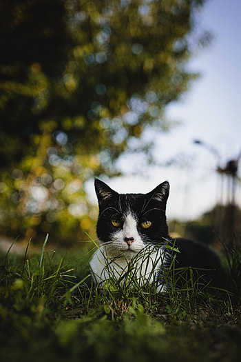 Animals, Grass, Cat, Pet, Sight, Opinion HD phone wallpaper