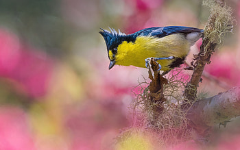 Bird, blue tit, flower, yellow, spring, pitigoi, pasari, blue, bitd, primavara, nature HD wallpaper
