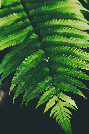 Nature, Leaves, Plant, Fern HD phone wallpaper