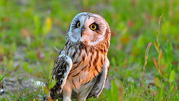 Owl Bird Predator, owl, predator, birds HD wallpaper