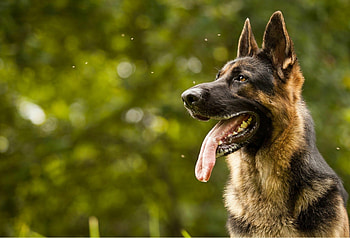 German Shepherd, Unique , High-quality HD wallpaper