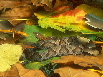 Animals, Snakes HD wallpaper