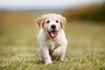 Adorable puppy dog HD wallpaper
