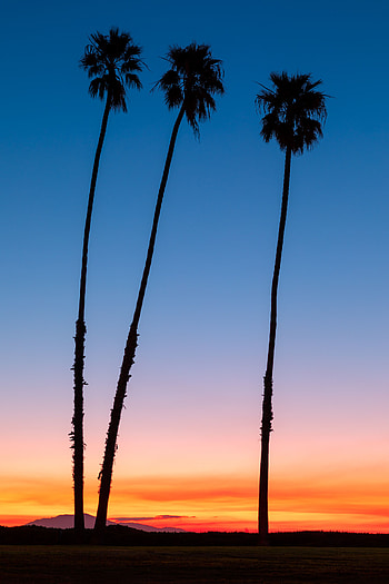Nature, Sky, Twilight, Palms, Dark, Dusk HD phone wallpaper