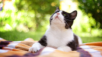 Animals, Cat, Lie, To Lie Down, Spotted, Spotty, Sight, Opinion HD wallpaper