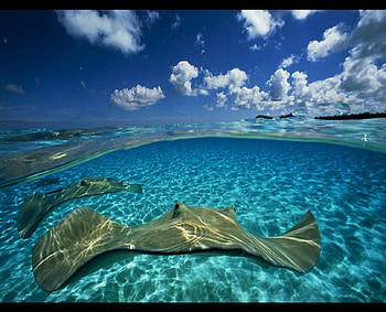 sting rays, swimming, rays, clouds, under, sky, sting, water HD wallpaper
