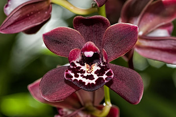 Maroon orchid - Macro, orchid, maroon, nature, flower HD wallpaper
