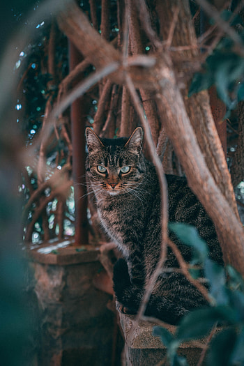 Animals, Cat, Branches, Pet, Threat HD phone wallpaper
