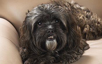 Animals, To Lie Down, Lie, Dog, Muzzle, Sight, Opinion, Wool HD wallpaper