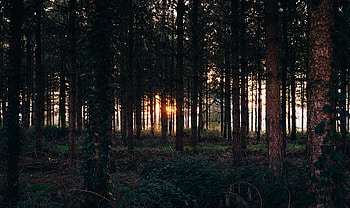 Nature, Trees, Grass, Evening HD wallpaper