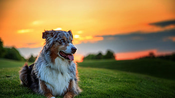 Australian Shepherd, Cute Dogs HD wallpaper