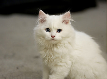 White fluffy cat, kitten, cat, white, feline HD wallpaper