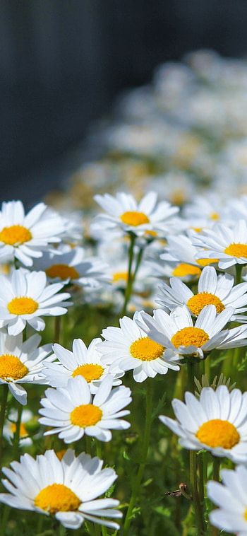 Nature's beauty, Vibrant petals, Delicate daisy, Botanical wonder HD phone wallpaper