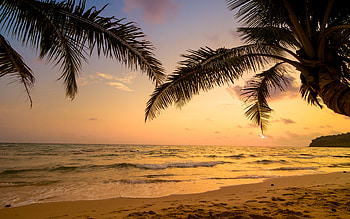 Plam trees on beach, Yellow sky, Light, Sand, Ocean HD wallpaper
