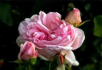 Soft beauty, graphy, buds, soft, beautiful, beauty, rose, pink, petals, nature, flowers, scent, amazing HD wallpaper