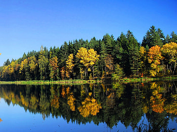 Trees Reflection, trees, beautiful, reflection HD wallpaper