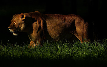 Animals, Grass, Dark, Shadow, Lion, Predator, Stroll, Hunting, Hunt HD wallpaper