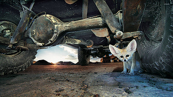 Fennec fox, Adorable creature, Nature's marvel, Stunning beauty HD wallpaper